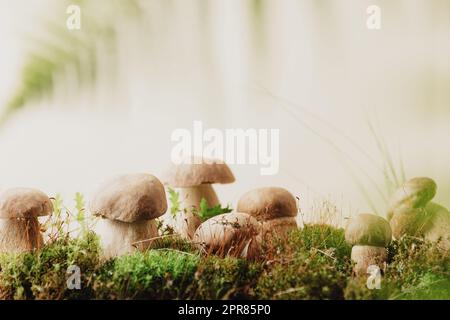 Zusammensetzung mit Boletus edulis-Pilzen stehen auf grünem Moos oder Gras Stockfoto