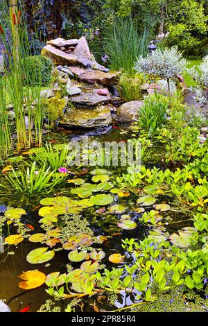 Blick auf einen kleinen japanischen Teich mit Lillypaden, frischen grünen Wasserpflanzen, Schilf und Sukkulenten, die in einem Hinterhof zu Hause wachsen. Ruhiges, ruhiges und ruhiges Wasser ist im Garten von Flora bedeckt Stockfoto