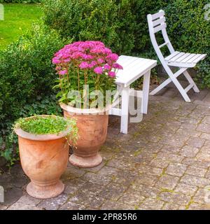 Leuchtende rosa Orpine, die in einer Keramikpflanze in einem abgeschiedenen und privaten Garten im Innenhof wächst. Entspannen Sie sich auf Terrassenmöbeln mit üppig grüner Hecke und Busch und Hylotelephium Telephium Blumen im Hinterhof Stockfoto