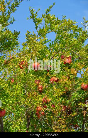 Granatapfelbäume und Blätter draußen. Reife saftige Früchte in einem Bio-Garten reife Granatapfelfrüchte, die an einem Zweig im Garten hängen. Granatapfelproduktion und ökologische Landwirtschaft auf einem Bauernhof Stockfoto