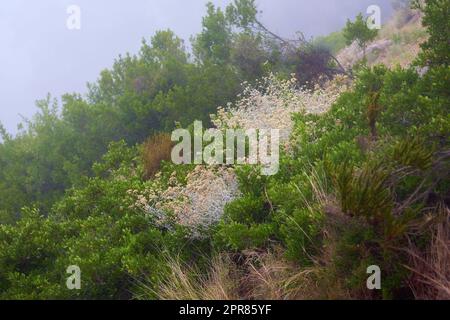 Nahaufnahme von verbrannten Fynbos, die auf Lions Head in Südafrika wachsen. Die Nachwirkungen eines Waldfeuers auf einer Berglandschaft mit Kopierraum. Dicke Smogluft mit überlebenden grünen, dichten Büschen, Pflanzen und Bäumen Stockfoto