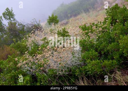 Nahaufnahme verbrannter Fynbos, die auf Lions Head in Kapstadt wachsen. Die Nachwirkungen eines verheerenden Waldbrands auf einer Berglandschaft mit Kopierraum. Dicke Smogluft mit überlebenden grünen Büschen und Pflanzen Stockfoto