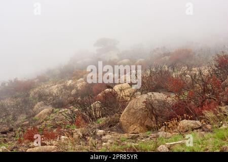 Nach einem Buschfeuer auf dem Löwenkopf, Kapstadt, Südafrika. Smog und Rauch, die einen Hügel bedeckten, nach dem Brand der globalen Erwärmung zerstörten die Umwelt. Der Klimawandel wirkt sich auf die Natur aus Stockfoto