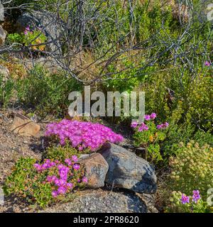 Über dem Foto wachsen saftige Pflanzen von lila drosanthemum floribundum in ihrem natürlichen Lebensraum. Die Natur hat viele Arten von Flora und Fauna. Ein Blumenbett in einem blühenden Wald oder Wald Stockfoto