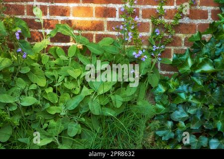 Blick auf frische Petersilie, Thymian, Koriander und Basilikum in einem Gemüsegarten zu Hause. Texturdetails mit lebendigem und üppigem Aroma Kräuter, die in Büschen und Sträuchern im Garten blühen und wachsen Stockfoto