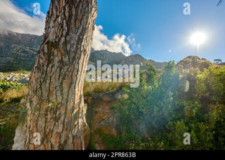 Wunderschöne Landschaft von Tafelberg Kapstadt, Westkap. Helles Sonnenlicht über üppig grünen Pflanzen und Bäumen in der Natur. An einem Sommertag scheint die Sonne über dem lebhaften Laub Stockfoto