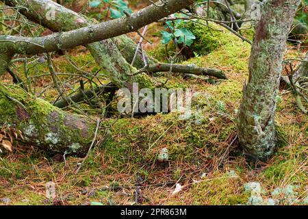 Blick auf alte trockene Kiefern im Wald. Nach einem Sturm oder starkem Wind, der sich neigt und beschädigt wurde, fallende Kiefern. Grünes Moos oder Algen, die auf Baumstämmen in einer abgelegenen Naturlandschaft in Dänemark wachsen Stockfoto