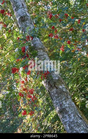 Rote Rowan-Beeren, die auf einem hohen Baum im Wald von unten wachsen. In einem dichten, dichten Wald im Himalaya wuchs die Asche der Berge. Natürlicher Lebensraum oder Ökosystem für blühende Pflanzen und Vegetation Stockfoto