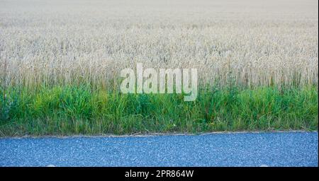 Weizen, der an sonnigen Tagen auf einem Bauernhof am Straßenrand angebaut wird. Landschaft mit goldenen Stängeln aus reifendem Roggen und Getreide, die auf einem Maisfeld angebaut werden, um in der ländlichen Landschaft zu Mehl verarbeitet zu werden Stockfoto