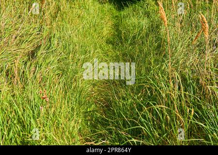 Überwachsener Wanderweg auf einem Grasfeld draußen in der Sonne. Leere ländliche Umgebung mit ruhiger Naturszene mit wildem Schilf auf einer üppig grünen Wiese für einen Hintergrund aus Kopierbereichen. Stockfoto