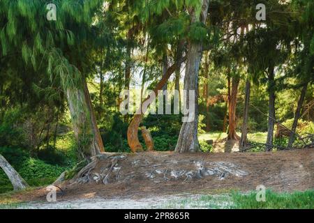 Viele hohe Bäume wachsen in einem ruhigen grünen Wald in Hawaii, USA. Beruhigende, üppige Natur mit einem sonnigen Hintergrund in beruhigenden Wäldern. Harmonie, friedliches Zen-Ambiente eines ungestörten Regenwaldes Stockfoto