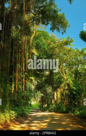 Ein Spaziergang durch den Dschungel an einem sonnigen Tag in Hawaii, USA. Wanderweg im Freien zur Erkundung eines friedlichen, atemberaubenden Regenwalds. Ruhige Natur in Harmonie, üppiges grünes Wachstum eines unberührten Waldes Stockfoto