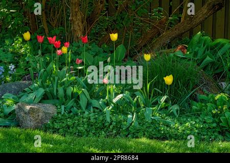 Roter Alpendoorn und gelbe goldene Parade Tulpen wachsen in einem üppigen Garten im Freien. Wunderschöne blühende Pflanzen mit langen Stielen, die Liebe und Hoffnung symbolisieren, blühen und blühen in der Natur im Frühling Stockfoto