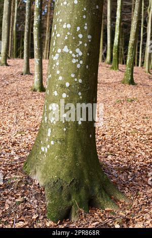 Moos, das an einem nebligen kalten Herbsttag auf einem großen alten Baum mit heruntergefallenen Blättern in einem Wald oder Dschungel wächst. Die Landschaft der Umgebung und Vegetation durchläuft natürliche saisonale Veränderungen in den Wäldern Stockfoto