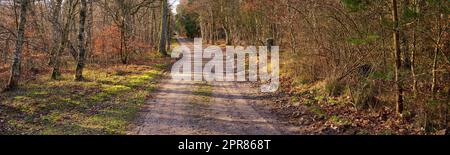 Schotterweg im Herbstwald. Weitwinkel aus lebhaftem grünen Gras und Orangenblättern, die im Herbst auf Bäumen in einer ländlichen Landschaft wachsen. Endloser Landweg, der in friedlicher und ruhiger Natur führt Stockfoto