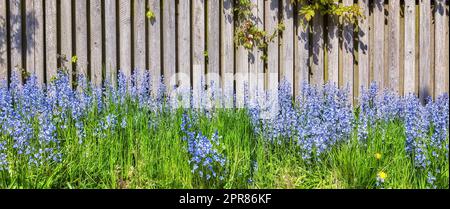 Landschaftsblick auf Blüten, die auf grünen Stämmen im privaten Hinterhof oder im abgeschiedenen Garten wachsen und blühen. Strukturierte Blütendetails Stockfoto