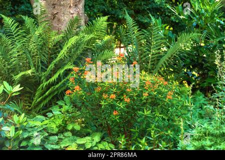 Ein Garten aus Schmetterlingskräutern mit Long Fern um sich herum. Ein Garten mit tropischen Pflanzen und Bäumen. Blick auf den schönen Park mit orangefarbenen Milchkraut-Blumen und grünen Blättern. Stockfoto