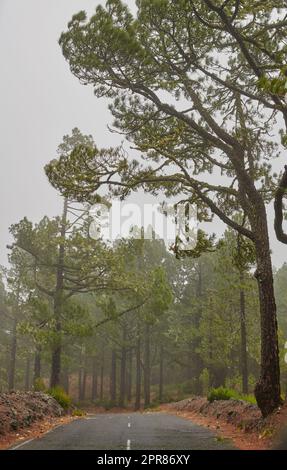 Landschaftsblick Straße oder Straße mit Tannen-, Zedern- oder Kiefernbäumen in La Palma, Kanarische Inseln, Spanien. Nebel und Nebel in einem grünen Naturschutzgebiet und Nadelwald in abgelegener Lage Stockfoto