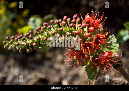 Im Frühling blühende Wüstenpflanze mit riesigen roten Blumen und braunen Blütenknospen im Garten Stockfoto