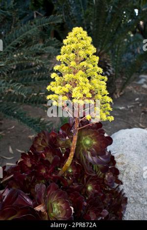 Rötliche, mehrjährige Wüstenpflanze mit gelbgrünem Blumenstrauß im Frühling Stockfoto