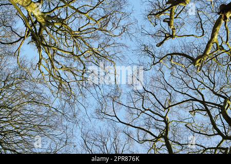 Blick aus dem niedrigen Winkel auf die herbstlichen Buchenbäume ohne Blätter und einen klaren blauen Himmel in einem abgelegenen Wald oder auf die Landschaft Norwegens. Wälder mit trockenen fallenden Ästen und Zweigen in einer ruhigen, abgeschiedenen Natur Stockfoto