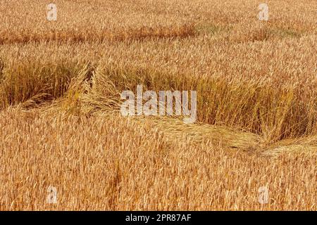 Wind- und Regenschäden und -Verluste in der Landwirtschaft Stockfoto