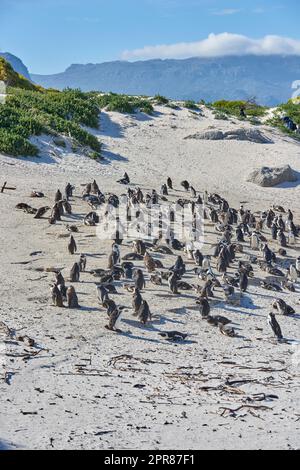 Gruppe von Schwarzfußpinguinen am Boulders Beach, Südafrika, die an einem Sandstrand watscheln. Kolonie süßer Esel- oder Cape-Pinguine der Spheniscus demersus-Arten als gefährdete Wildtiere Stockfoto