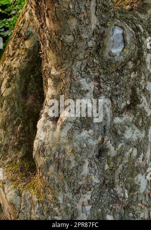 Nahaufnahme von gebrochener Baumrinde auf altem Nadelstamm in ruhigen Wäldern oder Wäldern. Texturdetails von Holzspänen aus Klima, Algen oder Moos. Trockenes Wetter und Austrocknung, die zu einem Aufplatzen der Sonnenbrand führen Stockfoto