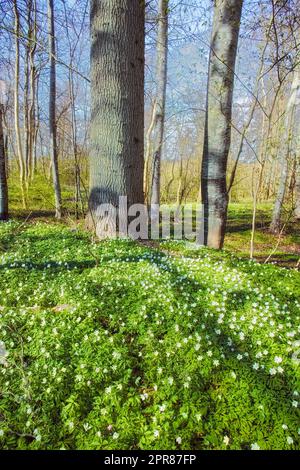 Windblumen oder Blumenteppich in einem wilden Wald im Frühling. Wunderschöne Landschaft mit vielen Holz-Anemonen-Pflanzen, die auf einer Wiese wachsen. Hübsche weiße blühende Pflanzen oder Wildblumen in einer natürlichen Umgebung Stockfoto