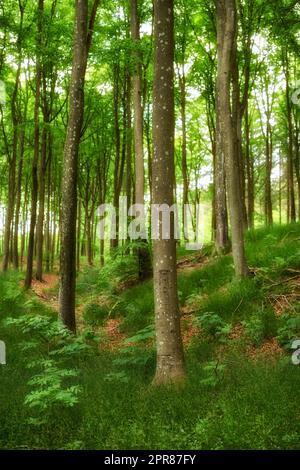 Wilde Hartholzbäume wachsen in einem Wald mit grünen Pflanzen und Sträuchern. Malerische Landschaft mit hohen Baumstämmen mit üppigen Blättern in der Natur im Frühling. Friedliche Landschaft und magische Aussicht in einem Park oder Wald Stockfoto