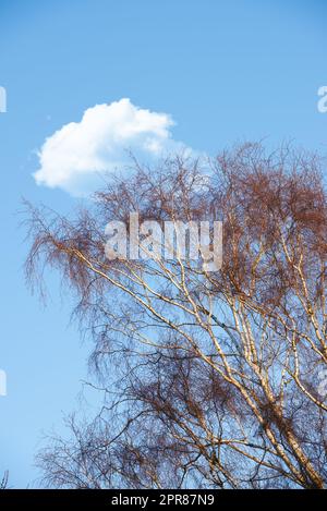 Niedriger Winkel Blick auf Buchen im Herbst ohne Blätter, blauer Himmel mit Wolken, Kopierraum in abgelegenen Wäldern in Norwegen. Waldbäume mit trockenen fallenden Ästen oder Zweigen in abgeschiedener Natur Stockfoto