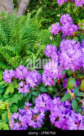 Ein Garten mit violetten Rhododendron-Blumen, die im Freien mit üppigen grünen Blättern wachsen. An einem Frühlingstag oder Sommernachmittag blühen und blühen helle und lebendige Pflanzen in einem Wald Stockfoto