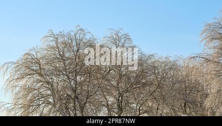 Malerischer Blick auf winterliche Buchenbäume ohne Blätter, klaren blauen Himmel und Kopierplatz in abgelegenen Wäldern in Norwegen. Wälder mit trockenen fallenden Ästen und Zweigen in einer ruhigen, abgeschiedenen Natur Stockfoto