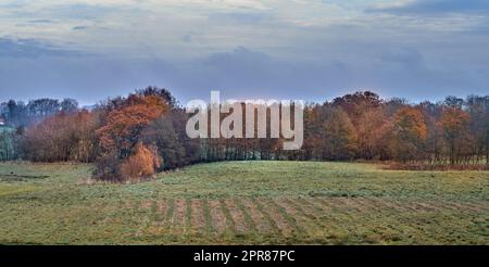 Farbenfroher Herbstwald in einer Lichtung mit blauem wolkigen Himmel. Wunderschöne Naturlandschaft mit Laub, Feld und Büschen. Viele Bäume in leuchtenden Gelb-, Orange- und Grüntönen in der Herbstsaison Stockfoto