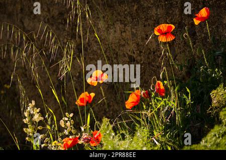 Blüten von Mohnblumen Papaver rhoeas Hintergrundbeleuchtung. Stockfoto