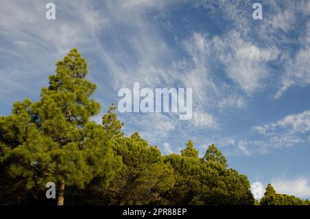 Mischwald der Kanarenpinien Pinus canariensis und Monterey Pinus radiata. Tejeda. Gran Canaria. Kanarische Inseln. Spanien. Stockfoto