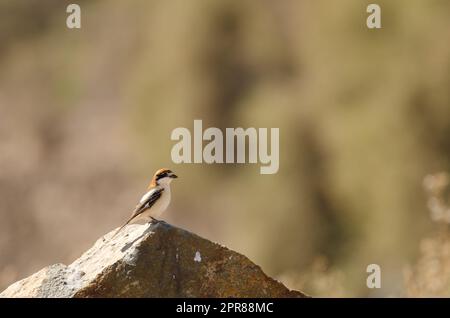 Woodchat schreit Lanius Senator. Stockfoto