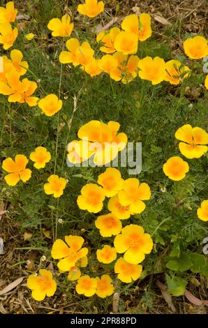 Kalifornischer Mohn in Blüte. Stockfoto