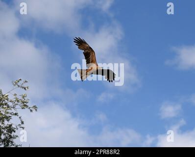 Kite Stockfoto