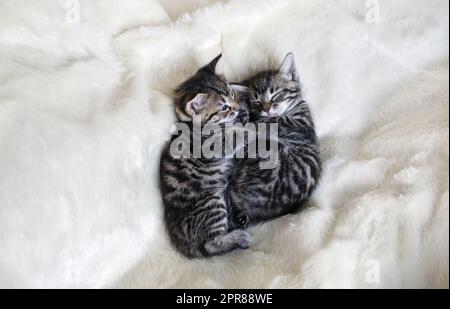 Zwei Kätzchen schlafen Stockfoto