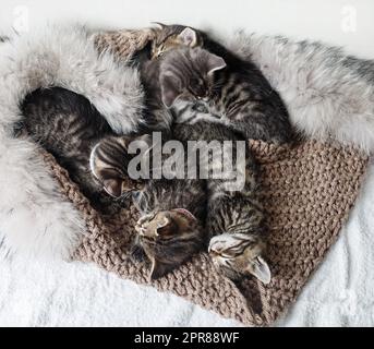 Kleine Kätzchen schlafen Stockfoto