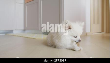 Pommersche Hundekaubehandlung für saubere Zähne und gesundes Zahnfleisch Stockfoto