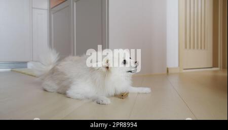 Pommersche Hundekaubehandlung für saubere Zähne und gesundes Zahnfleisch Stockfoto