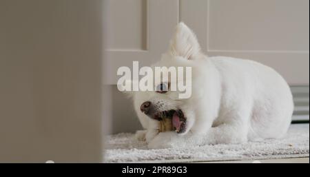 Pommersche Hundekaubehandlung für saubere Zähne und gesundes Zahnfleisch Stockfoto