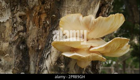Goldene Austernpilze auf dem Baum Stockfoto