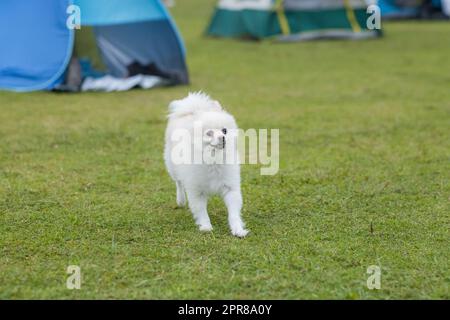 Weißer vorpommern auf grünem Rasen Stockfoto