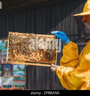 Imker-Hände halten und inspizieren einen Bienenstockrahmen mit Wabenstruktur, mit abgedeckten Honig- und Brut-Zellen, Nahaufnahme. Stockfoto
