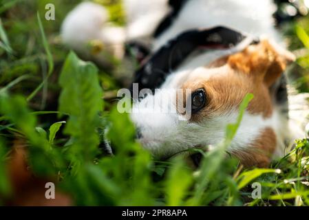 Adoptivhund Stockfoto