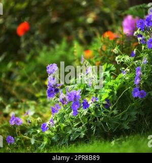 Lila Kraniche pflücken Blumen auf einer grünen Wiese oder einen ruhigen und ruhigen Garten, der blüht und wächst. Eine Gruppe lebendiger, zarter, frischer Säulenpflanzen blüht und blüht auf einem Busch im Garten Stockfoto