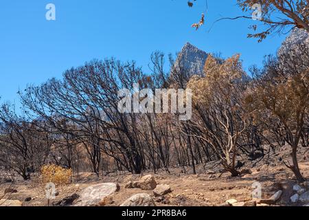 Ein Wald voller verbrannter Bäume nach einem Buschfeuer auf dem Tafelberg, Kapstadt, Südafrika. Viele hohe Bäume wurden bei einem Lauffeuer zerstört. Unter schwarzen verbrannten Baumstämmen auf einem Hügel an einem sonnigen Tag Stockfoto